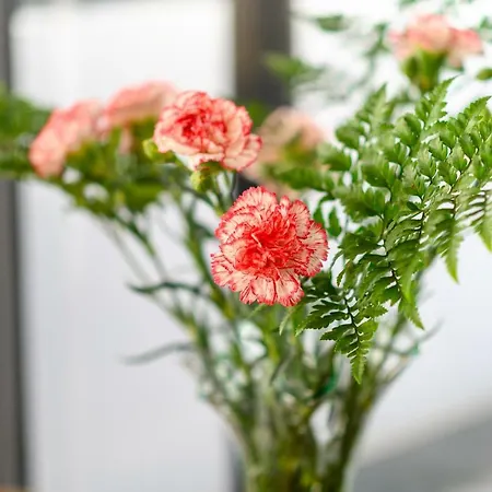 Open Air Historic Penthouse Vegueta Apartment Las Palmas de Gran Canaria
